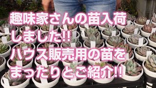 【多肉植物】趣味家さんの苗入荷しました!!ハウス販売用の苗をまったりとご紹介!!【succulent】トロピカルガーデン