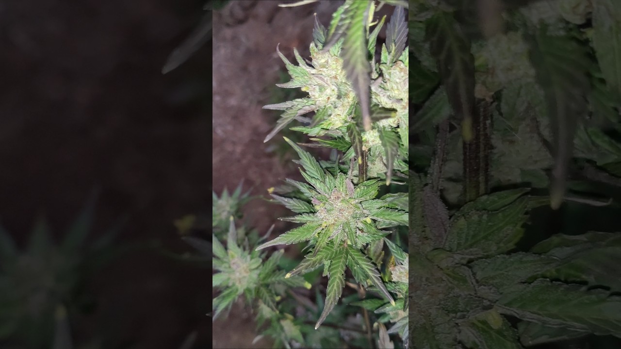 Harvest day  for these frosty Autoflower 