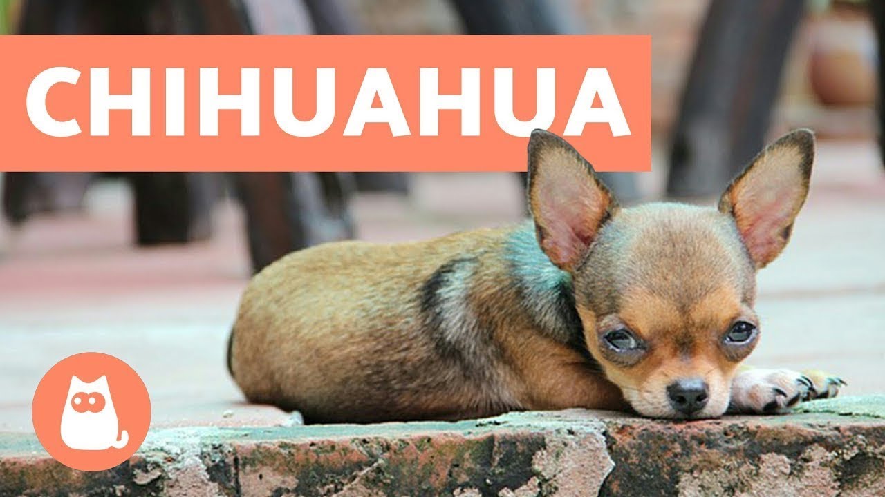 10 interesting facts about CHIHUAHUAs - YouTube