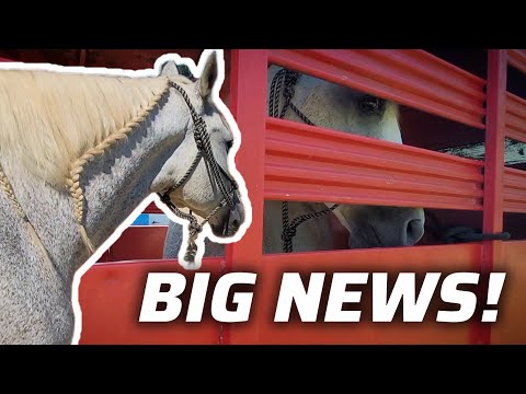 This Horse Surprised Us All! Big changes for Diamond