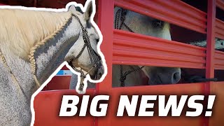 You'll Never Guess How Old This Horse is! Diamond update