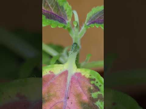 3 طرق للتخلص من الدودة الخضراء و من الثقوب في اوراق النباتات