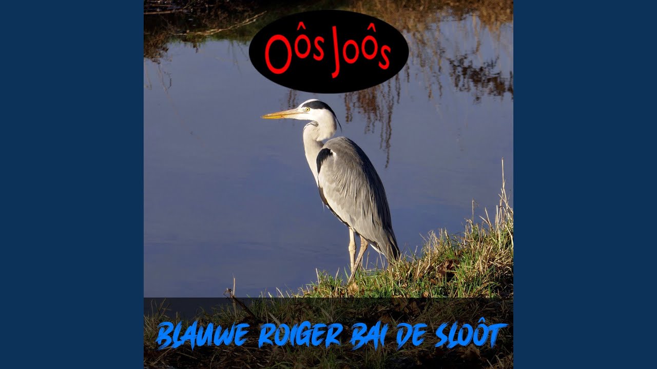 Blauwe Roiger Bai De Sloôt