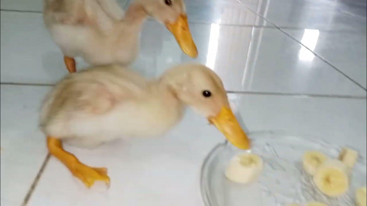 Ducks Eats Banana YouTube