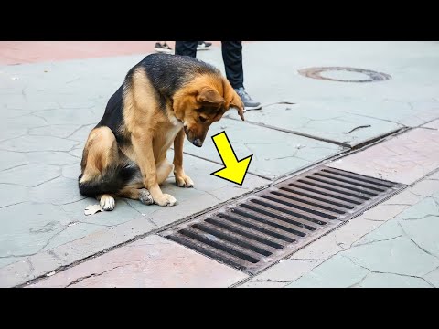 Каждый день собака смотрела в канализационную решётку, открыв которую люди были в шоке!