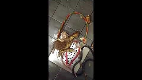 HowToBasic - Deleted video from 2018