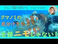 【魚、種類、クマノミの見分け方】石垣島のビーチでシュノーケリング、よく見かけるクマノミ4種類のご紹介です。