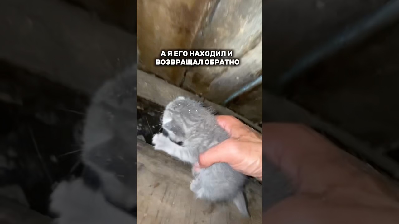 Ушные капли Harly. Артикул— 