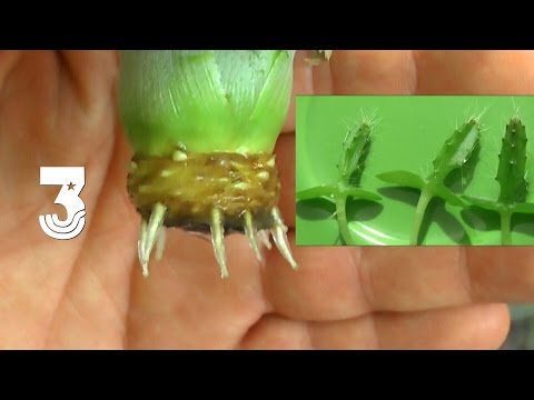 Video: Sämlinge Mit Offenem Wurzelsystem - Wie Man Sie Auswählt Und Fehlerfrei Im Garten Pflanzt (Teil 2)