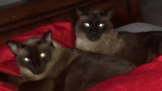 РАБОТА есть РАБОТА =^..^= СИАМСКИЕ КОШКИ РАБОТА есть РАБОТА =^..^= СИАМСКИЕ КОШКИ