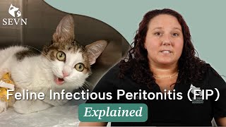 Is FIP in Cats Treatable?