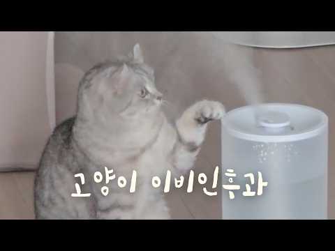 [ENG SUB] 가습기 연기를 처음 본 고양이 반응 ㅋㅋㅋ Cats React to Humidifier Steam for the First Time LOL