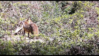 Piège photo quelques jours au terrier de renard