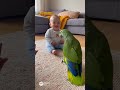 Una Madre su bebé y su hermano el loro #loro #loros #bebes #mama #madre #humor #comedia #ternura