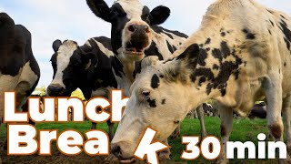Lunch Break 3 with Cows - 30 Minutes of Moo Food