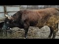 Чечня рынок КРС Урус-мартан 13.12.20г. Cattle market sheep, goats cows, steers, Chechnya