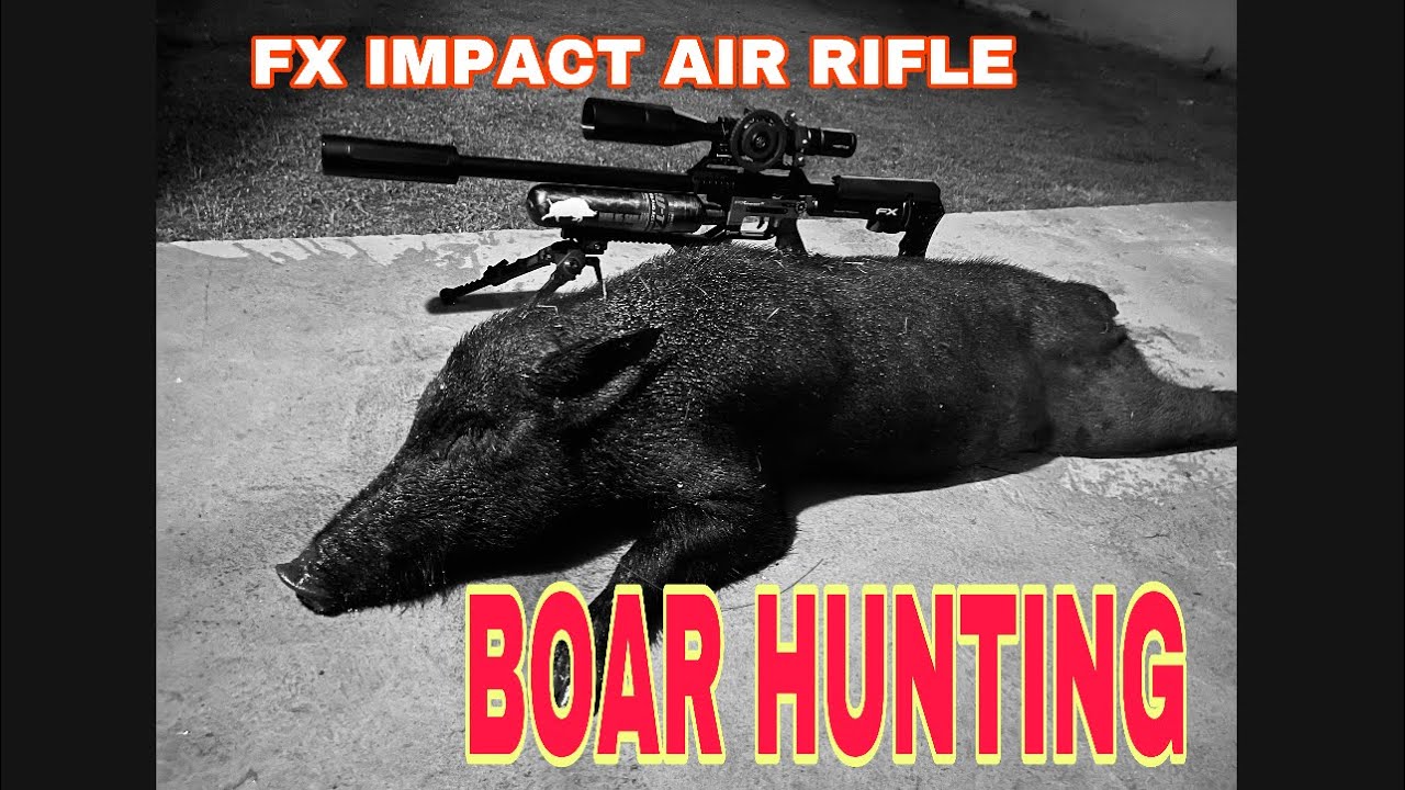 FX IMPACT AIR RIFLE BOAR HUNTING YouTube