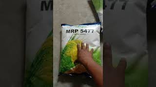 #5477 Rice cultivation