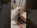 Harry wanted to show off his climbing skills