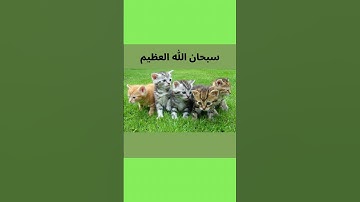 سورة الجن  بصوت الشيخ  سعود الشريم  حفضه الله 💚🤍💚