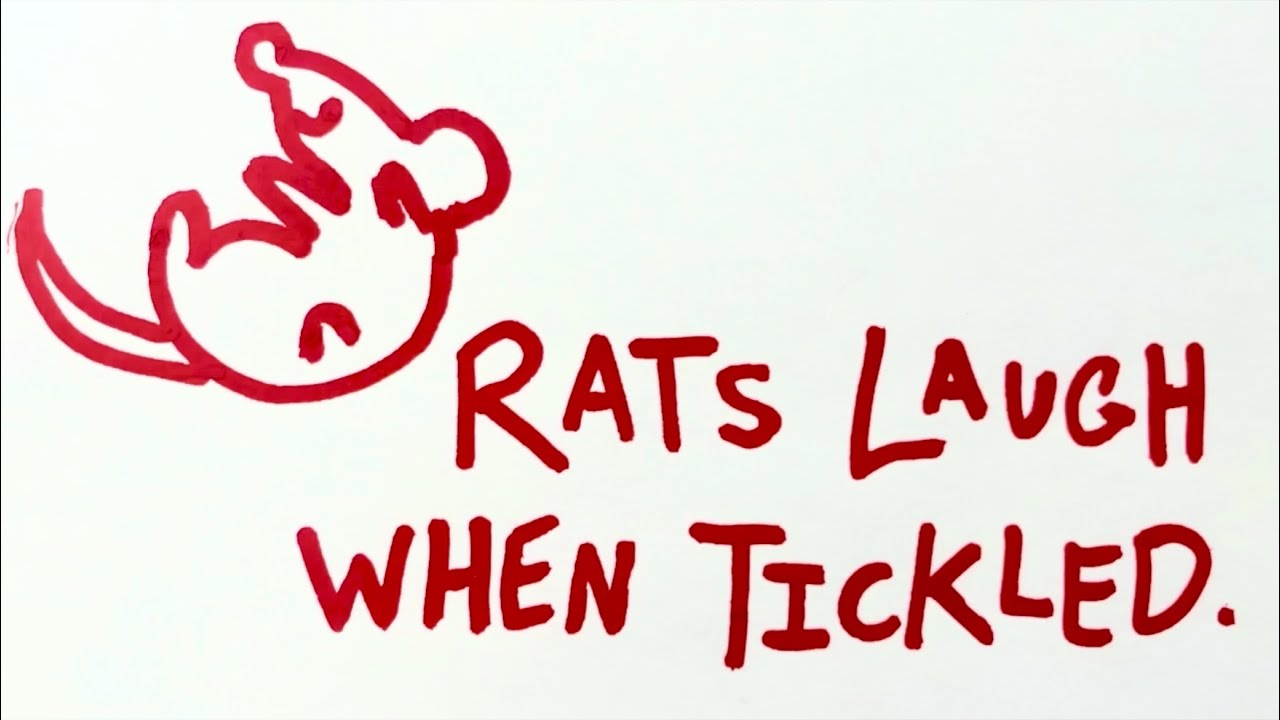 Rat Fun Facts CalArts 48hr film YouTube