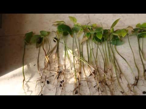 Vidéo: Cherimoya Plant Care : Conseils pour faire pousser un pommier à l'anglaise