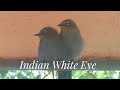 Lovely Indian White-Eye Birds Sitting at Window and Preening Very Near to Eyes | #BackyardBirds