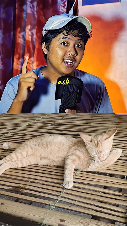 Kalian tau GK? ini tu suara kucing #kucing #shorts