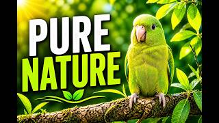 Peaceful Nature with Birds 🐦 | Relaxing Forest Scenery 4K