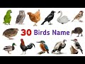 Birds name|पक्षियों के नाम |Birds name in hindi and english |Birds name for kids learning....