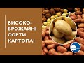 Високоврожайні сорти картоплі