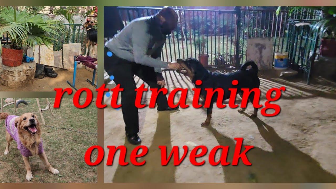 Dogs playing: Episode 40 Rott training one weak 