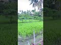 My garden🌱👩🌾#farming#homegarden#gardeninglife#harvesttime#fyp