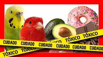 ¿Qué alimentos son tóxicos para las aves?