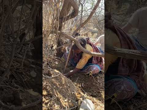 The Only Primitive Communal Society Remaining In Tanzania Hunting Gathering Honey Canings 