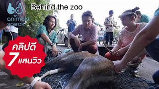 Animals Speak [by Mahidol] Behind the Zoo