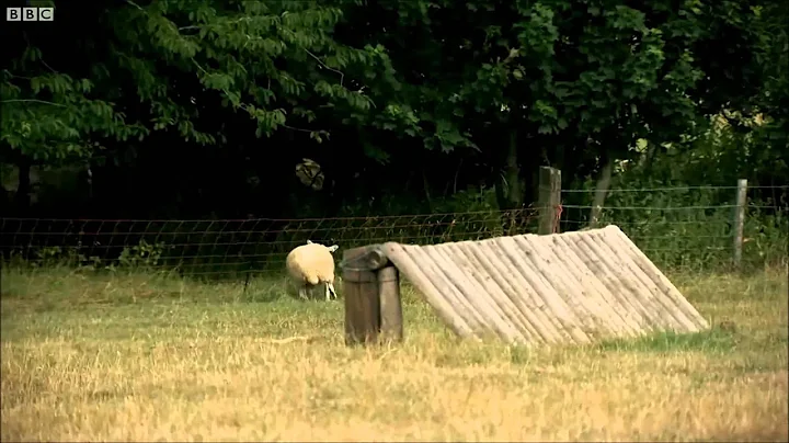 Sheep Jumps Over Fence And Flips - DayDayNews