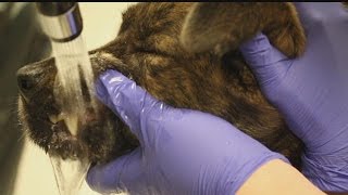Beware: Bufo toads toxic to pets