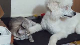 Meow Moments Captivating Cat Videos That Warm The Heart