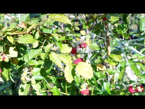 Atherton Raspberry,Rubus Probus.Bland, flavourless, just edible !