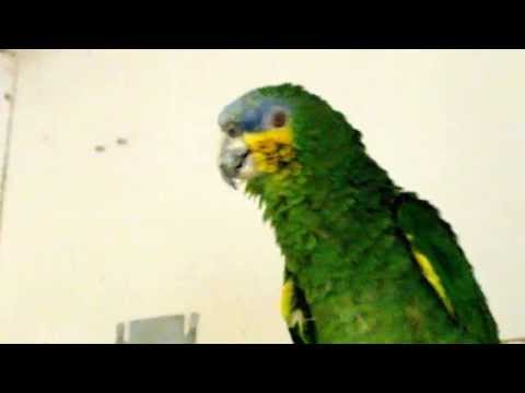 Video: Papegøje - Stor Personlighed Pakket I En Mini-krop