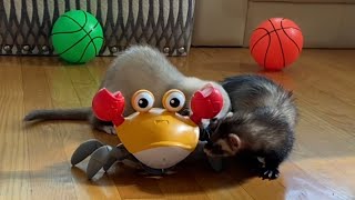 Is This Crab Best Toy Ever? 🦀 Cute Crab Toy: Ferret Review. Cinnamon & Sassy