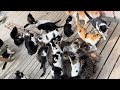 Visiter lle aux chats du japon  le de miyagi tashirojima  asmr