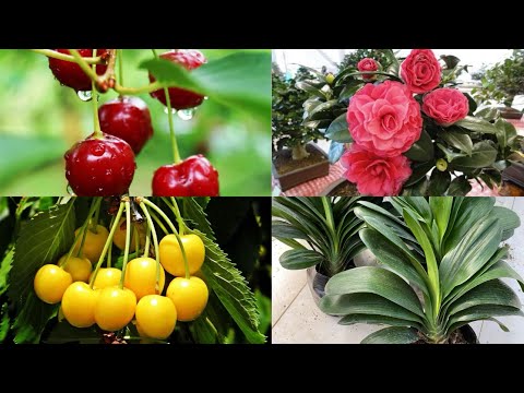 Video Nho thân gỗ tứ quý, cherry vàng đỏ, trà tứ quý đang nụ... - youtube