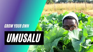 GROW YOUR OWN | Umusalu (Rape)