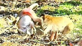 New Leader Bite Pregnant Monkey Popeye Seriously, Pity Her Baby.
