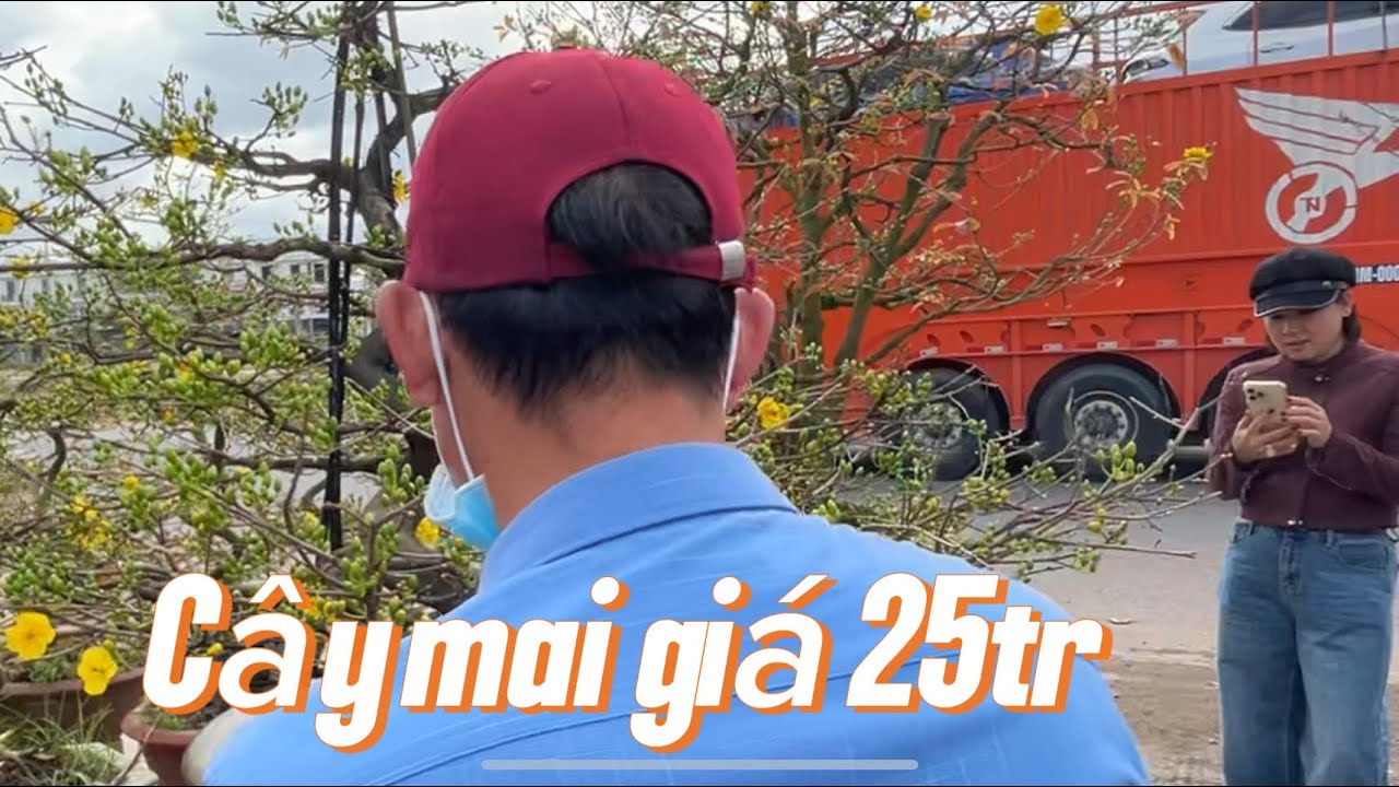 Mai vàng an Nhơn giao lưu với giá 25tr  2026