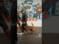 Crazy K9 Training!