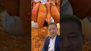 Bideshko Matoma Faleko  #farming #satisfying #agriculture #farming101 #sweetpotato #harvesting