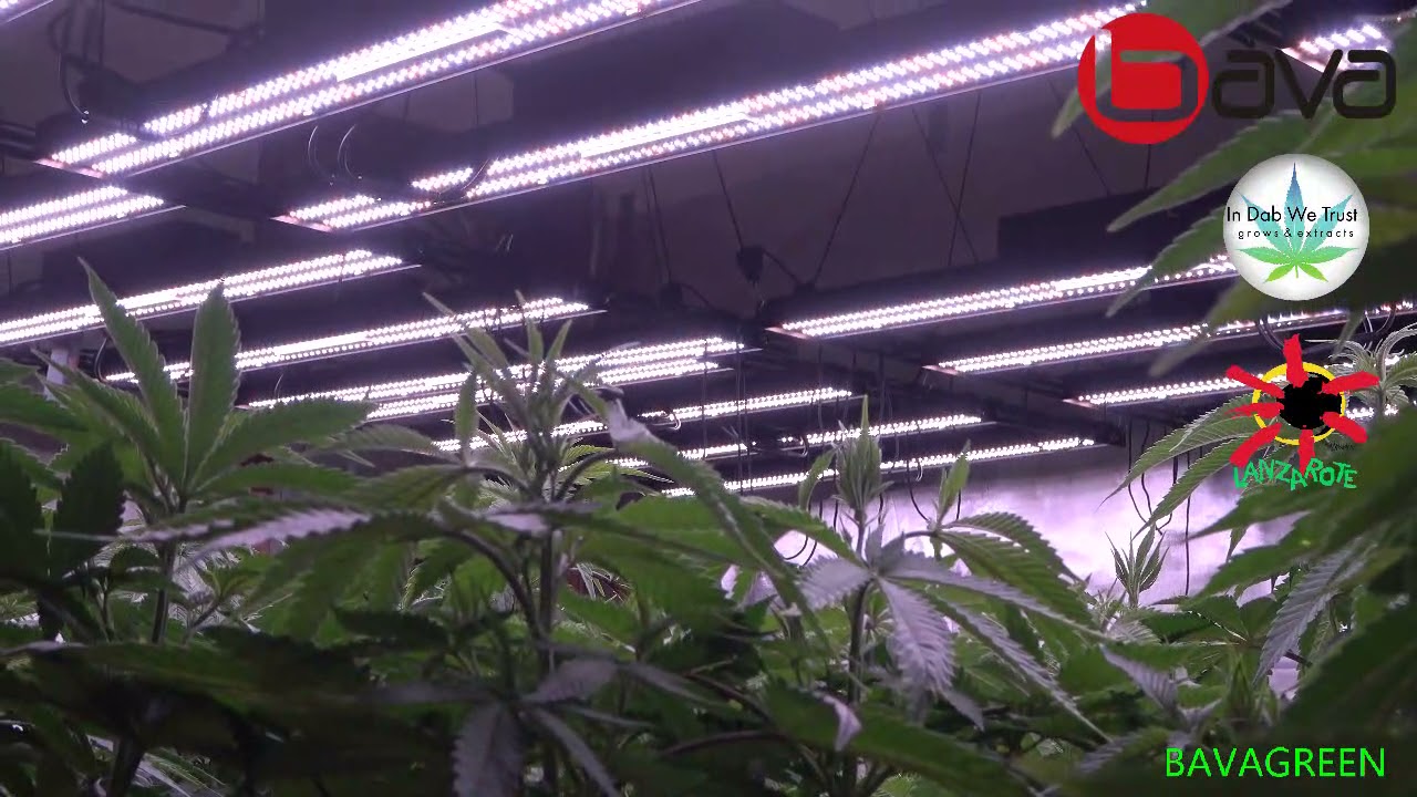 800w led grow light bar